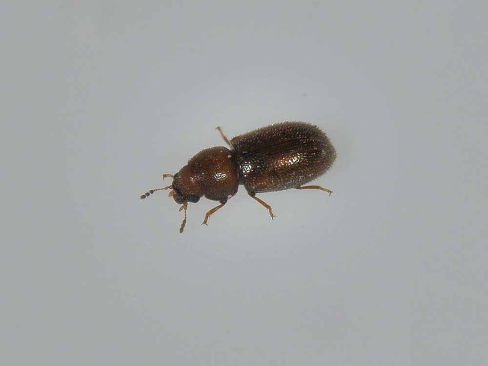 Cisidae - Cis sp.